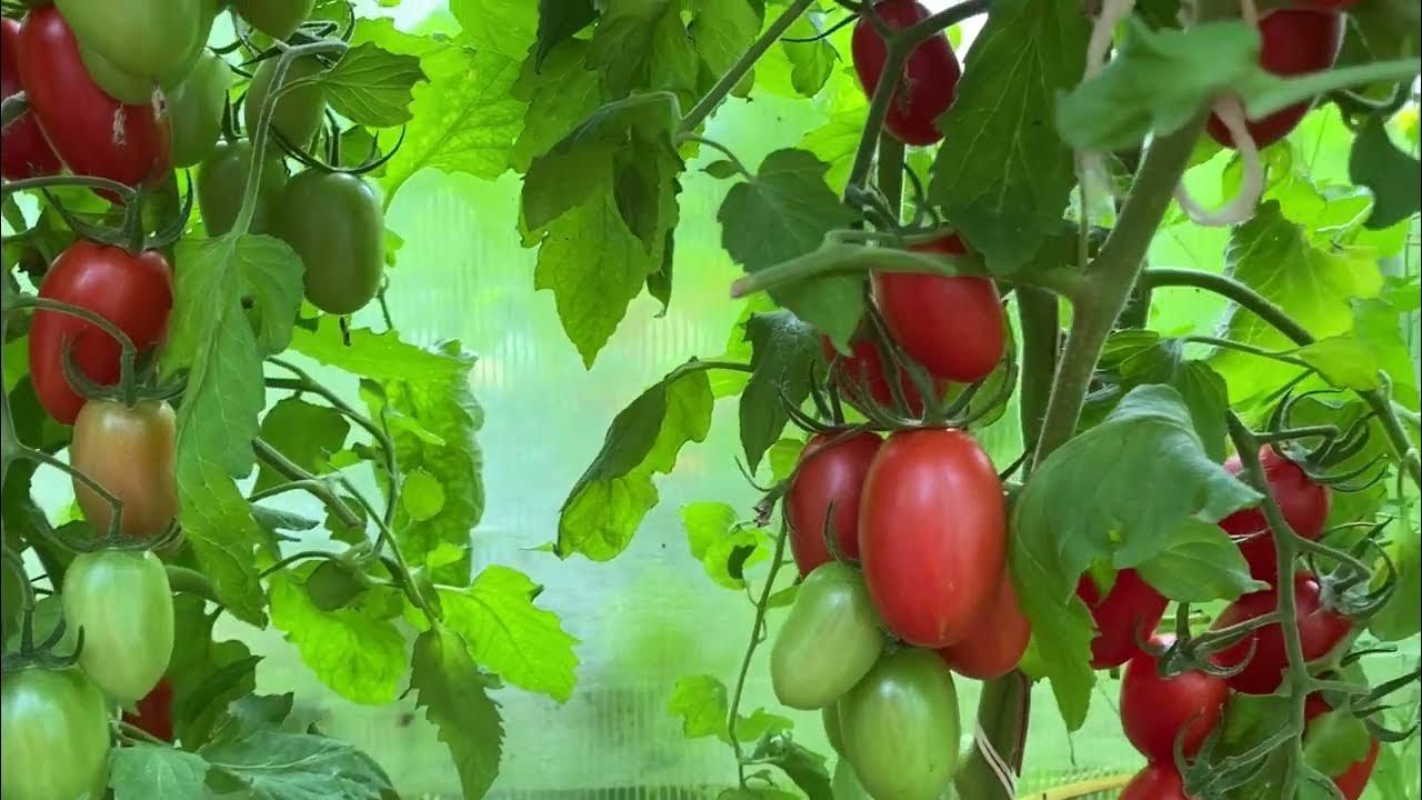 томаты