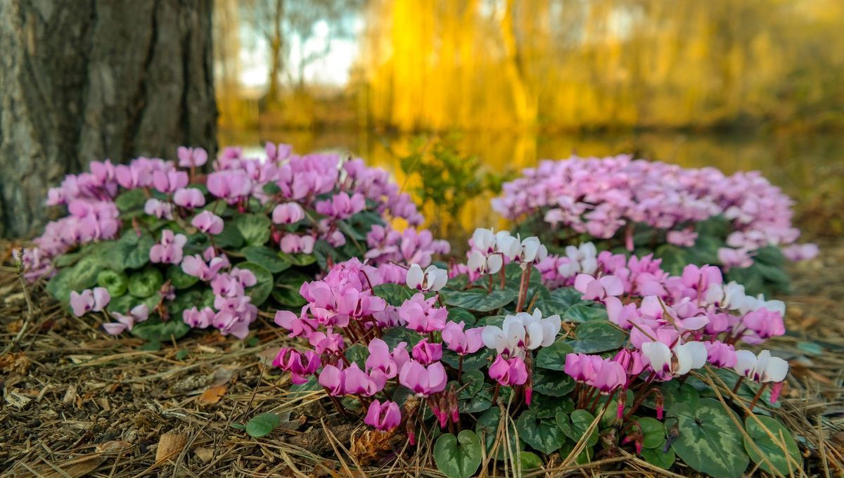цикламены