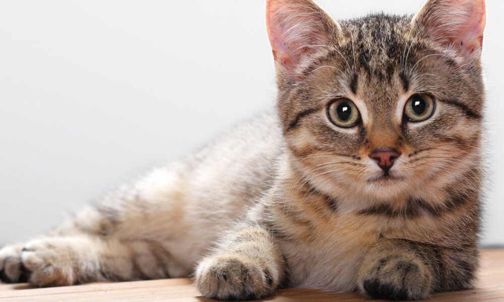 кошка