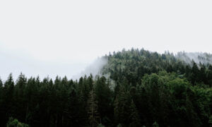 Лес