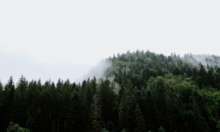Лес