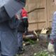 Поваленное дерево