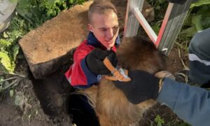Спасение собаки