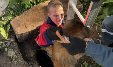 Спасение собаки