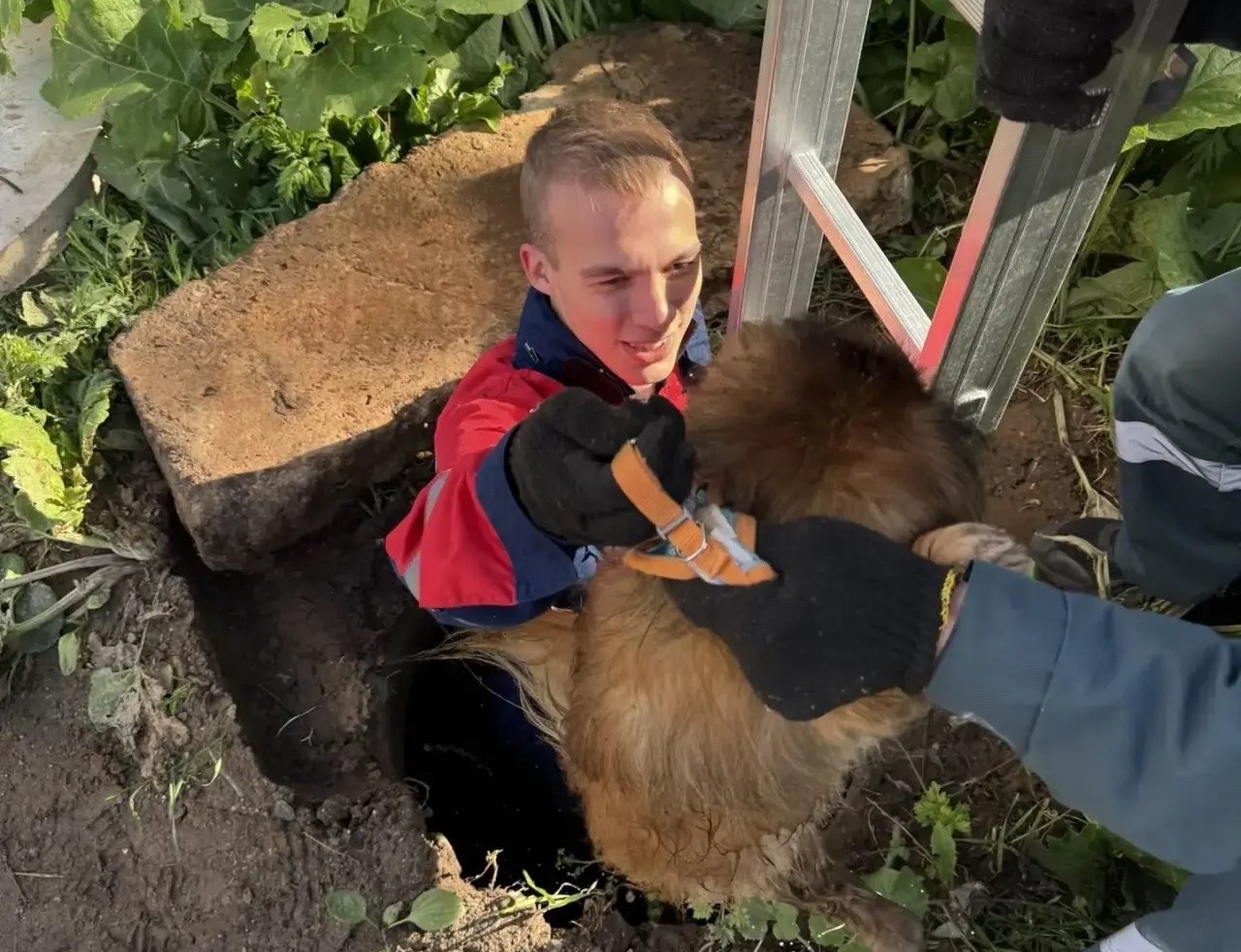 Спасение собаки