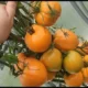 томаты на ветке