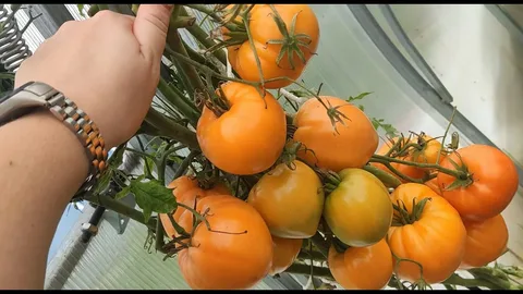 томаты на ветке
