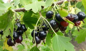куст смородины