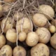 клубни картофеля