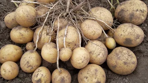 клубни картофеля