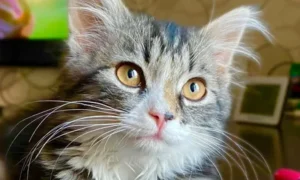 кошка