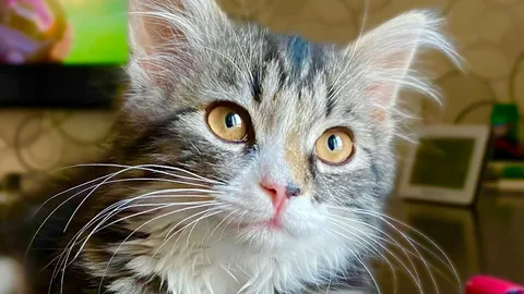 кошка