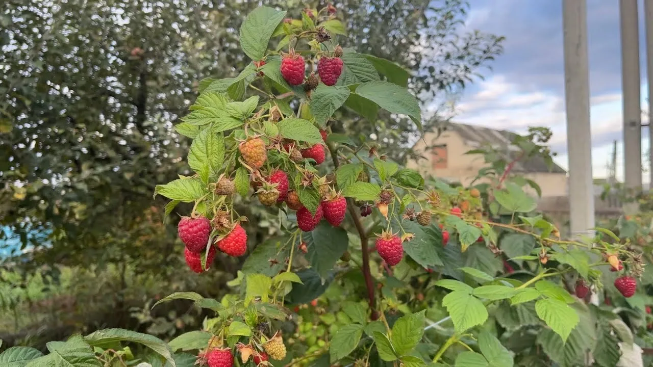 малинник