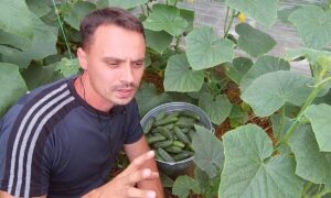 Чем подкормить огурцы в июле - пять лучших подкормок.