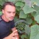 Чем подкормить огурцы в июле - пять лучших подкормок.