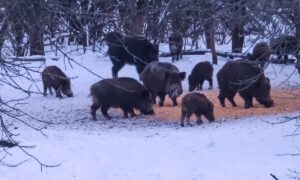 Кабаны в лесу.