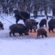 Кабаны в лесу.