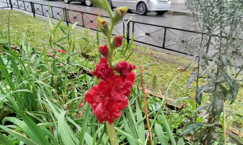 Цветущие гладиолусы на клумбе