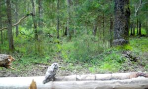 Неясыть в нацпарке