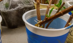 черенки
