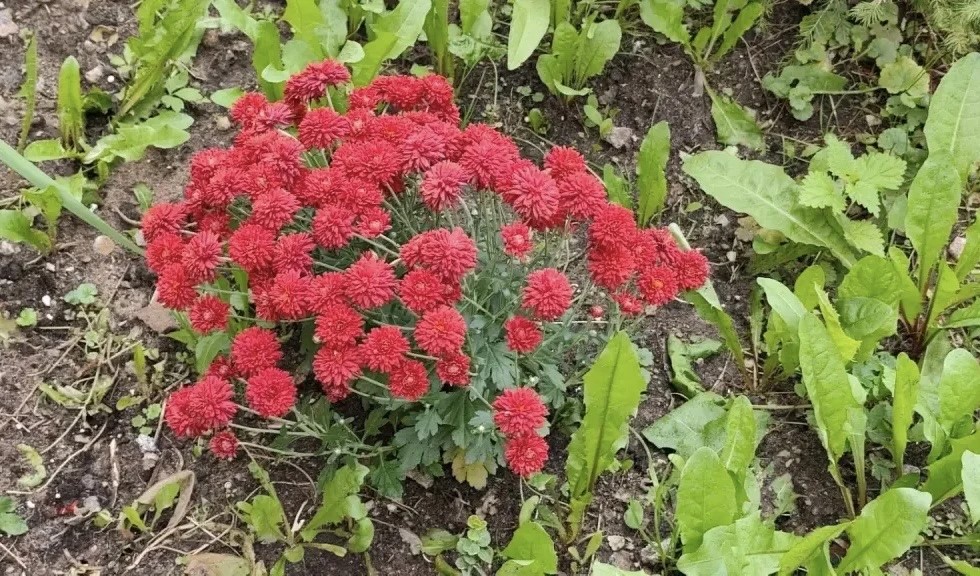 Хризантемы корейские.