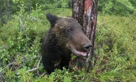 Медведь в лесу.