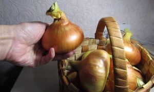 Использование лука.