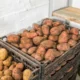 хранение картофеля
