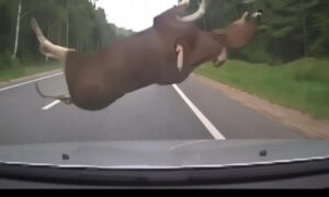 сбили лося