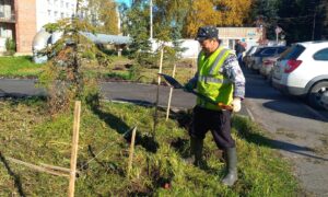 Сквер Защитников Отечества в Великом Новгороде получит живую изгородь. Теги: высадка кустарников, городской сквер, благоустройство парка