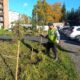 Сквер Защитников Отечества в Великом Новгороде получит живую изгородь. Теги: высадка кустарников, городской сквер, благоустройство парка