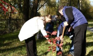 Новгородский перинатальный центр украсила новая дубовая роща. Теги: Посадка саженцев, дубовая аллея
