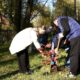 Новгородский перинатальный центр украсила новая дубовая роща. Теги: Посадка саженцев, дубовая аллея