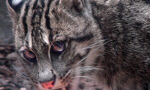 Редкая кошка-рыболов попала в объектив новгородского фотографа. Теги: кошка-рыболов, дикая кошка, зоопарк