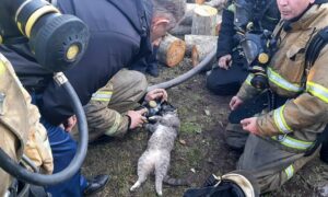 Пестовские огнеборцы вытащили из охваченного огнем дома задыхавшуюся кошку. Теги: пожарная машина, спасение кошки, горящий дом