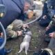 Пестовские огнеборцы вытащили из охваченного огнем дома задыхавшуюся кошку. Теги: пожарная машина, спасение кошки, горящий дом